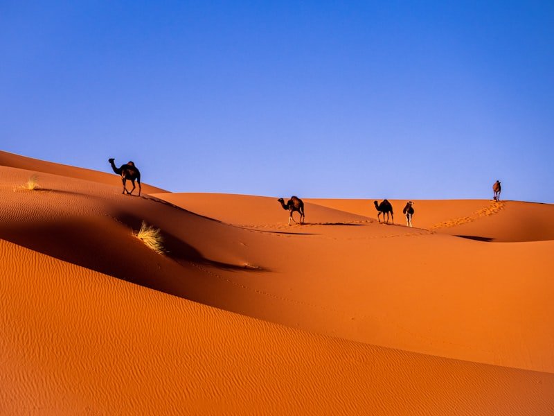 Al Ula Heritage Experience